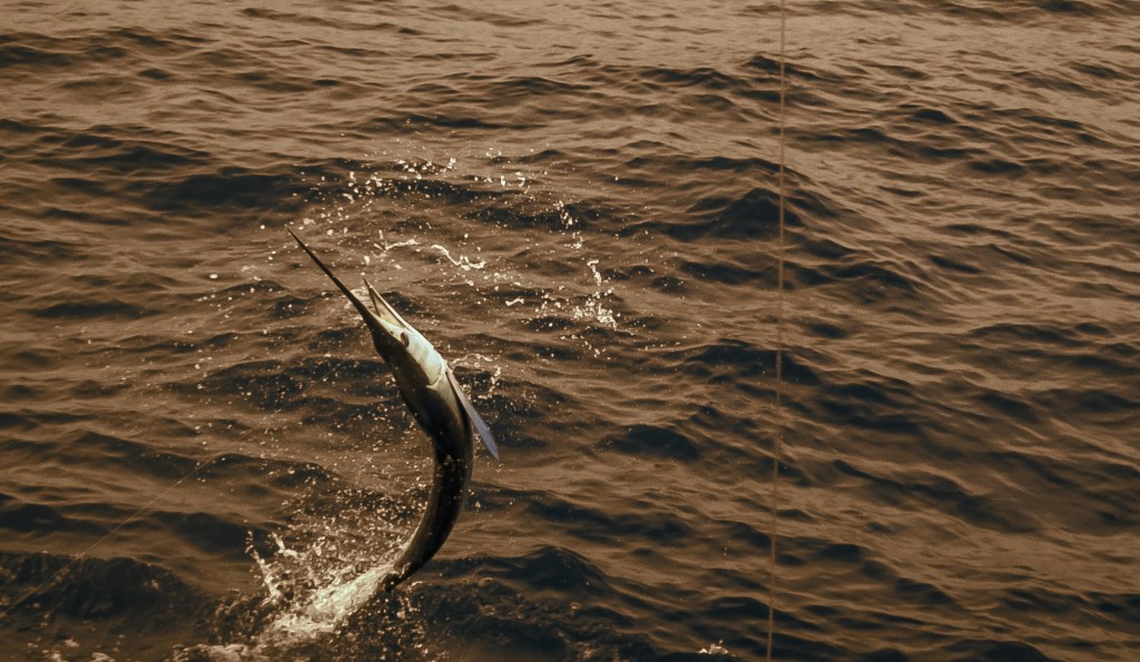 The Real Challenges of Filming Sport&nbsp;Fishing